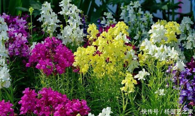  「栀子花」山上一种小野花，花名很少有人知道，开出一穗穗花，好养耐看
