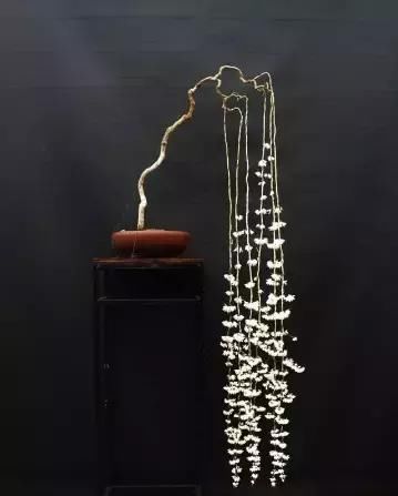 盆景展 ,美美美 !