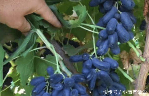 我国比黄金还贵的果树！少吸2包烟，院子也要种2棵，拖拉机拉不完