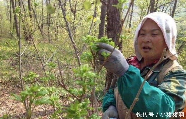 再过一个多月，农村这3种树要“倒霉”了，年年如此让树怎么活？