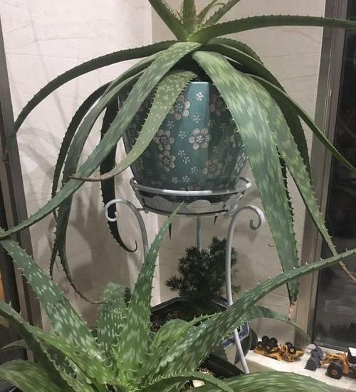  「家里」家里种植的芦荟，叶子下垂，科学种植是关键