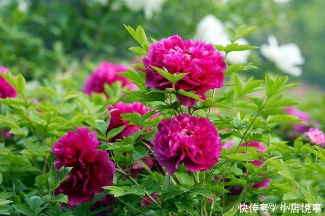 超有格调的人生箴言,句句富含人生智慧,很经典