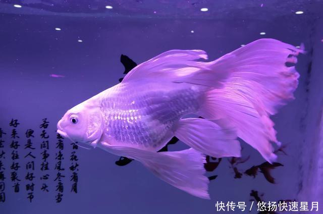  [养鱼老道]饲养或者购买观赏鱼，如何不被他人忽悠，尽量不吃亏上当呢