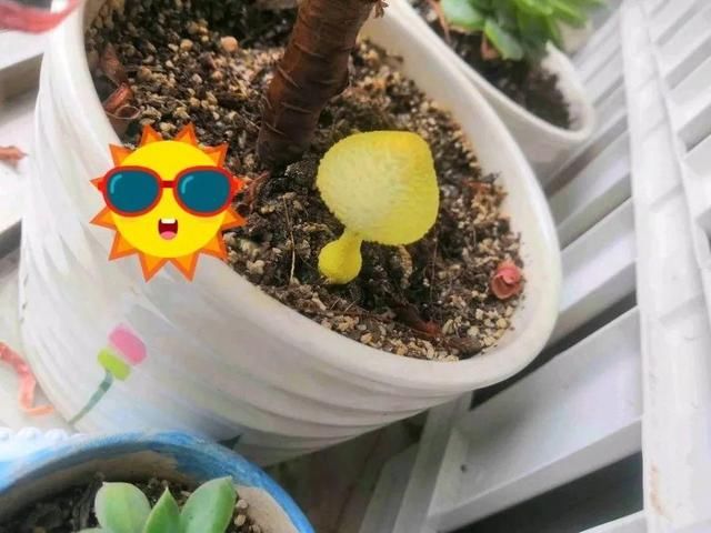  [黄花酢浆草]花盆里长出蘑菇，马上拔干净，否则就是大祸害！