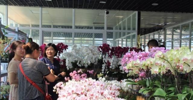  黄叶：栀子花黄叶、掉蕾，开花数量变少，学会这几招，繁花似锦没问题