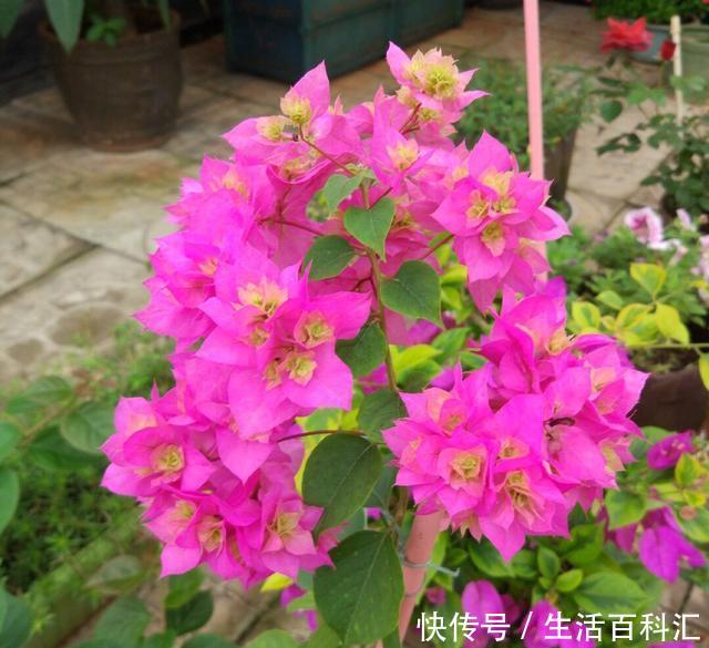 「光照」阳台光照好?养“3种花”,长成窗帘爬上墙,开花一片片,太美了
