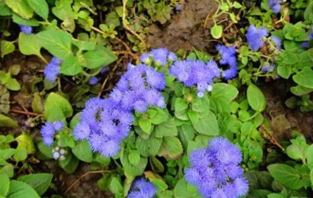  『扦插』林中1种“紫花草”，花开清新可爱，折1枝条带回家，能做小巧盆栽