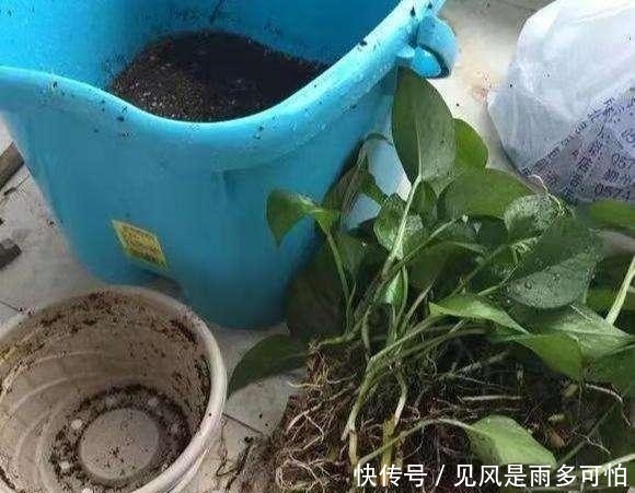  『切记』春天养花，这“4种”情况下“切记”不要换盆，谁换谁“后悔”