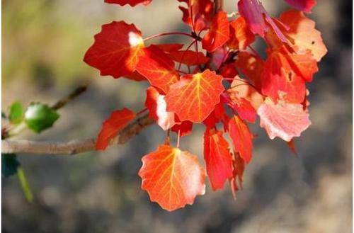 5A级景区白沙湖要免门票咯！快看过来！