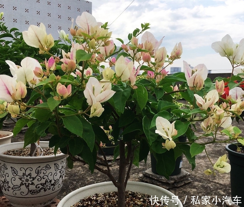 持久|三角梅开花后，3件事别做，花期才能持久