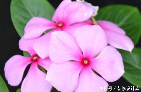  #养花#新手养花，不如养盆花中精品“绿萍”，绿如新翠，观赏性强
