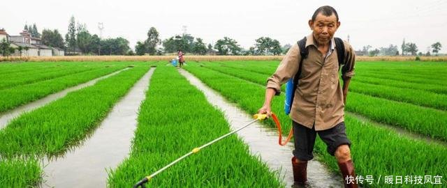  【补贴】粮食补贴标准“两提高、三不发”，农民要注意别吃亏