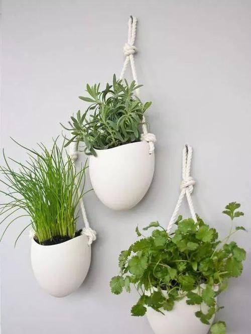  「空间」植物还种在地上？隔壁邻居把植物挂在了墙上，美翻了