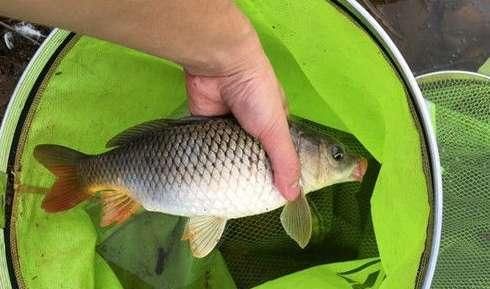  『夏季』夏季野钓鲤鱼，不得不注意的几点习性和技巧！
