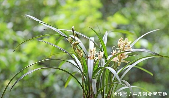 花箭@养兰花,“2懒1勤”别规矩,新芽冒不停,花箭“半米高”
