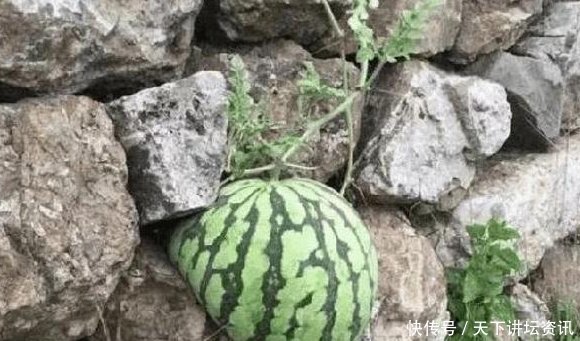 男子石缝中发现一个西瓜，感觉不对，走过去摸了摸，男子乐坏了！