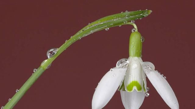 「必养」阳台必养的3种花,好养易活能爆盆,一年四季开花不断,适合新手
