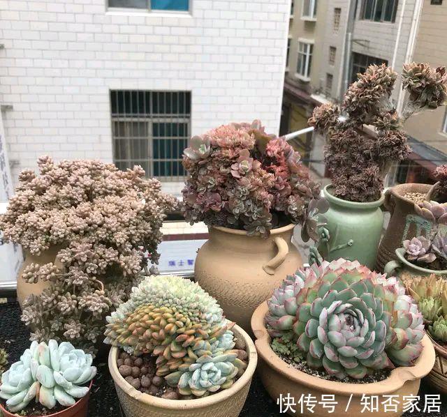 「夏季高温和」多肉怎么晒太阳,中午以后才能晒到太阳的地方好养多肉吗?