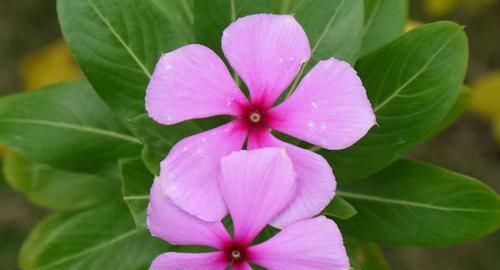  【富贵】喜欢养菊，就养盆“精品菊花”富贵菊，花开艳丽多姿，寓意美好