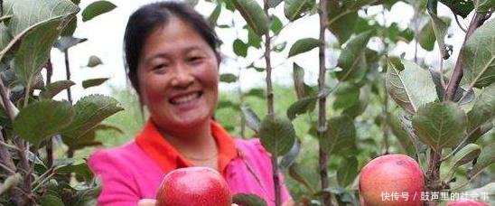 农村一种稀有红色果肉水果，每斤80块钱，原来很多农民还不知道！