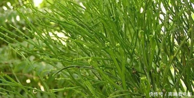 【蕨类植物】蕨类植物|松叶蕨是不是濒危物种如何栽培养护