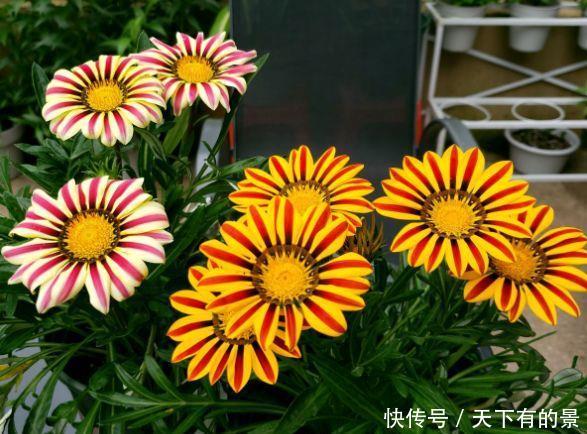  试试@爱上养花，那就试试3种花，花香好闻开花美，寓意吉祥花期长