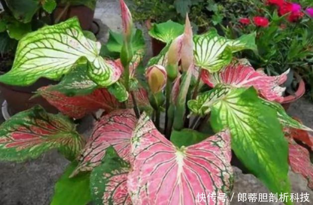  『家里』3种花，一养就上瘾，随手养一盆，幸福又美好，家里养着上档次！