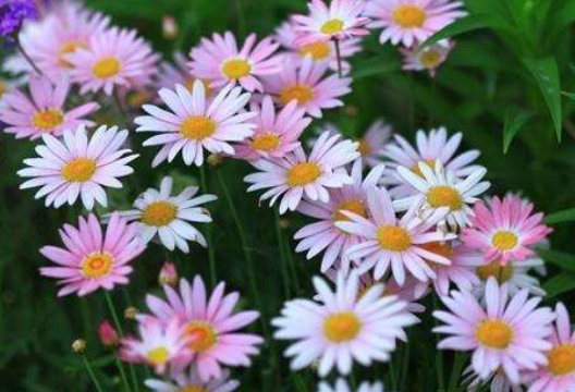  【专属】5款新手养的花，好养易成活，幽香袭人，打造阳台专属小花园