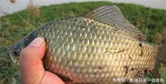  『钓点』野钓时小鲫鱼闹窝太厉害，用这几招，中钩的都是大鲫鱼
