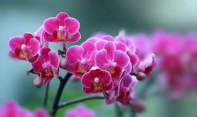  『蝶兰开花』蝴蝶兰养护方法，保持适当的阳光，注意施肥和浇水