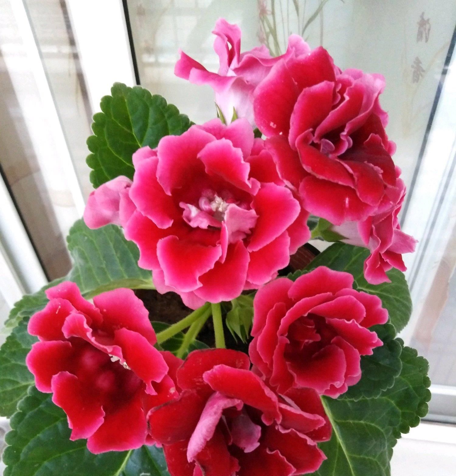  【叶子】一款超好养的绿植盆栽，插叶子就能活，周年开花，适合养花新手