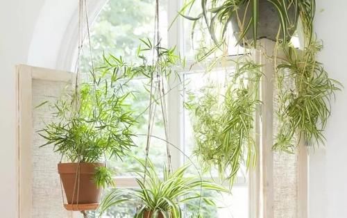  「旺盛」5种特别耐阴的盆栽植物，养在桌面上也能生长旺盛