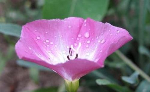 玫瑰:喜欢养菊花,不如养这几款花,花开清香优雅,花色绚丽多彩