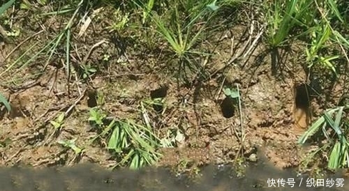「老家」老家钓黄鳝的人很多,关键要知道怎么找洞