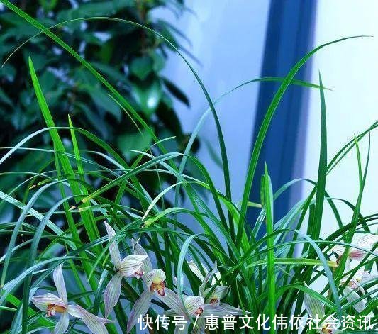  【生长期】兰花生长期停滞，或者生长缓慢，如何处理