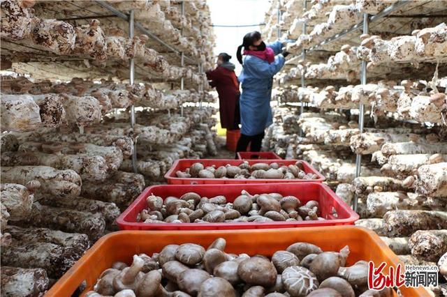  『河北省平泉』河北平泉：食用菌产业助脱贫