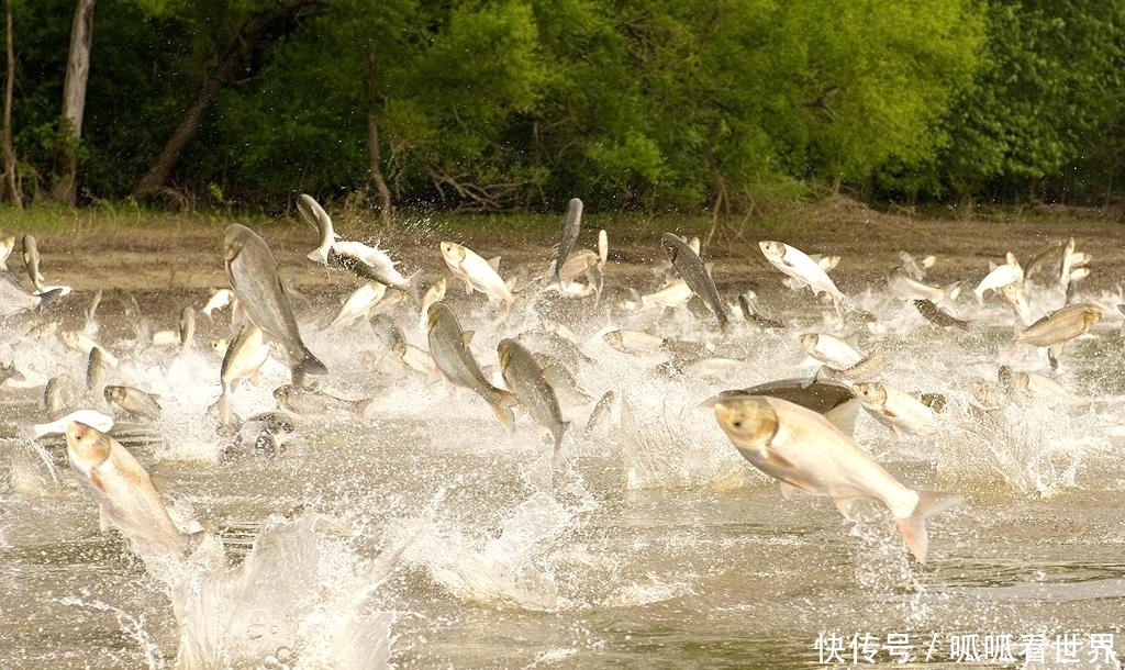 【水上漂】一种植物，猪牛不吃，农民却弄去“喂鱼”？网友：鱼