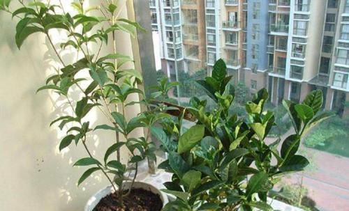 错过■这4种植物,趁着现在赶快扦插,操作不繁琐,错过了又要等一年