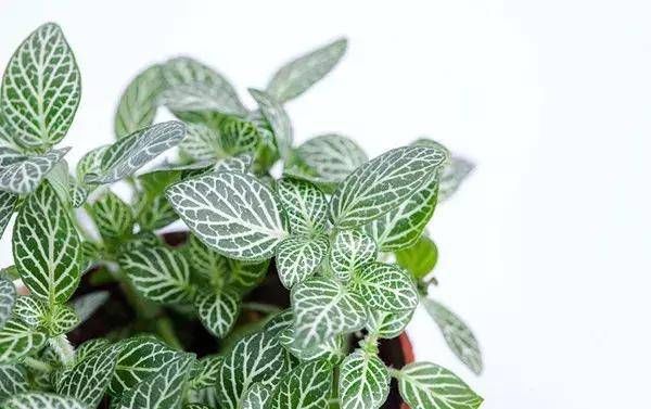 『外观很』怎样浇水都死不了的植物,新手们速度收藏起来