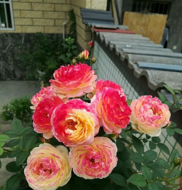 【詹森的花】此种观赏花卉,一树多色花,全年花开不停,种植容易,盆栽也可以
