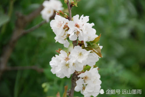  花儿■梨花、苹果花、樱桃花，这些盛开在春天的白花，您能分得清吗？