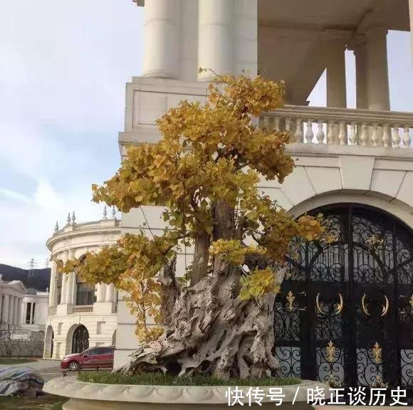  #值钱#这3种盆景可以养成传家宝，再穷也要养，越老越值钱！