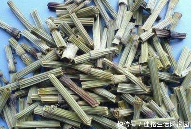 爱护|在河边,看到1种“木贼草”请爱护,如今在花店15元1盆,有价值