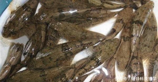  [四不像]农村这种食肉鱼，俗称四不像，刺少肉多，现价格可达上