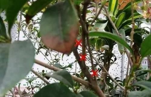  「满院」春季给桂花剪剪枝、抹抹芽，八月桂花才能满院飘香！