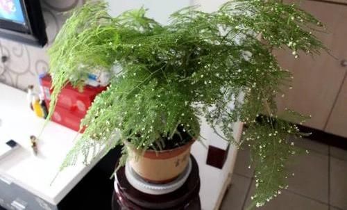  #不好#文竹开花是大凶？完全是“扯蛋”，满足3个小要求，白花开满盆