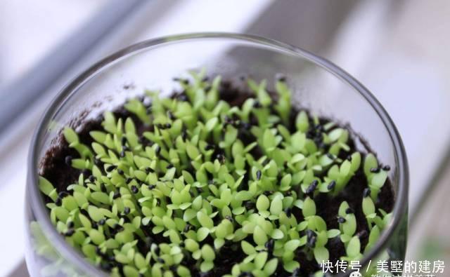  [抗旱能力]老花匠妙招，养绿萝文竹喂点阿司匹林，嗖嗖冒新芽，根儿挤破盆！