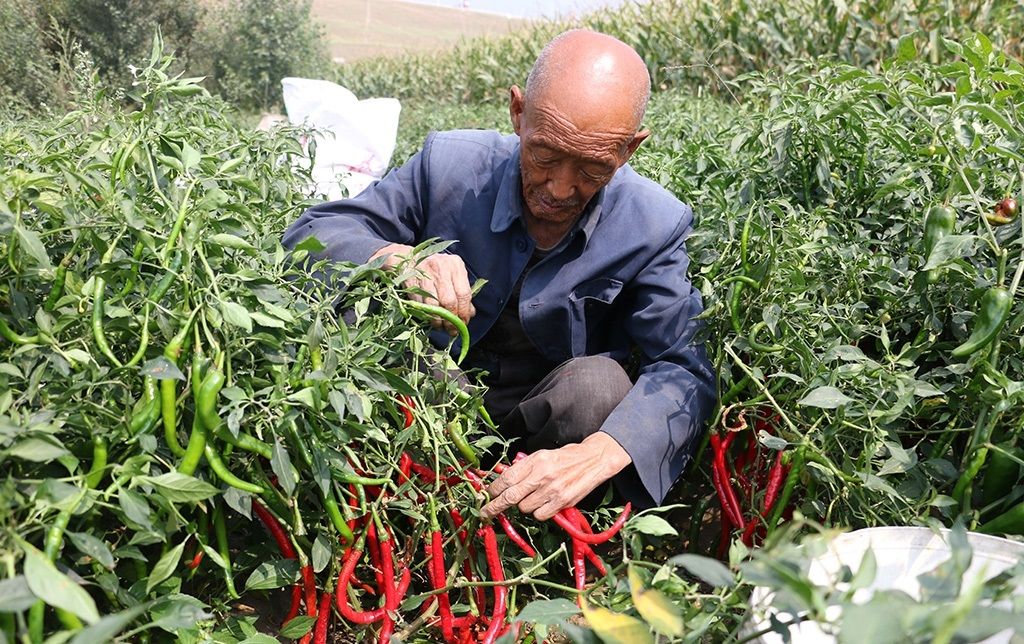 农村大伯种植的辣椒，做了辣椒酱，年赚上万元