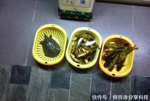 『蚯蚓』不要嫌太贵,钓鱼不是只能用蚯蚓,虾饵也能钓获黄颡和甲鱼
