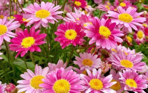  喜欢■喜欢菊花，不如养盆“假菊花”鬼针草，小巧可爱，赏心悦目！?